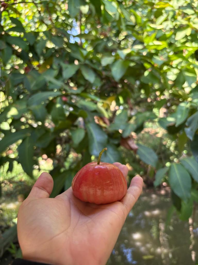 A visitor holding a ripe seasonal fruit at a fruit garden on Son Islet, Can Tho, Vietnam.