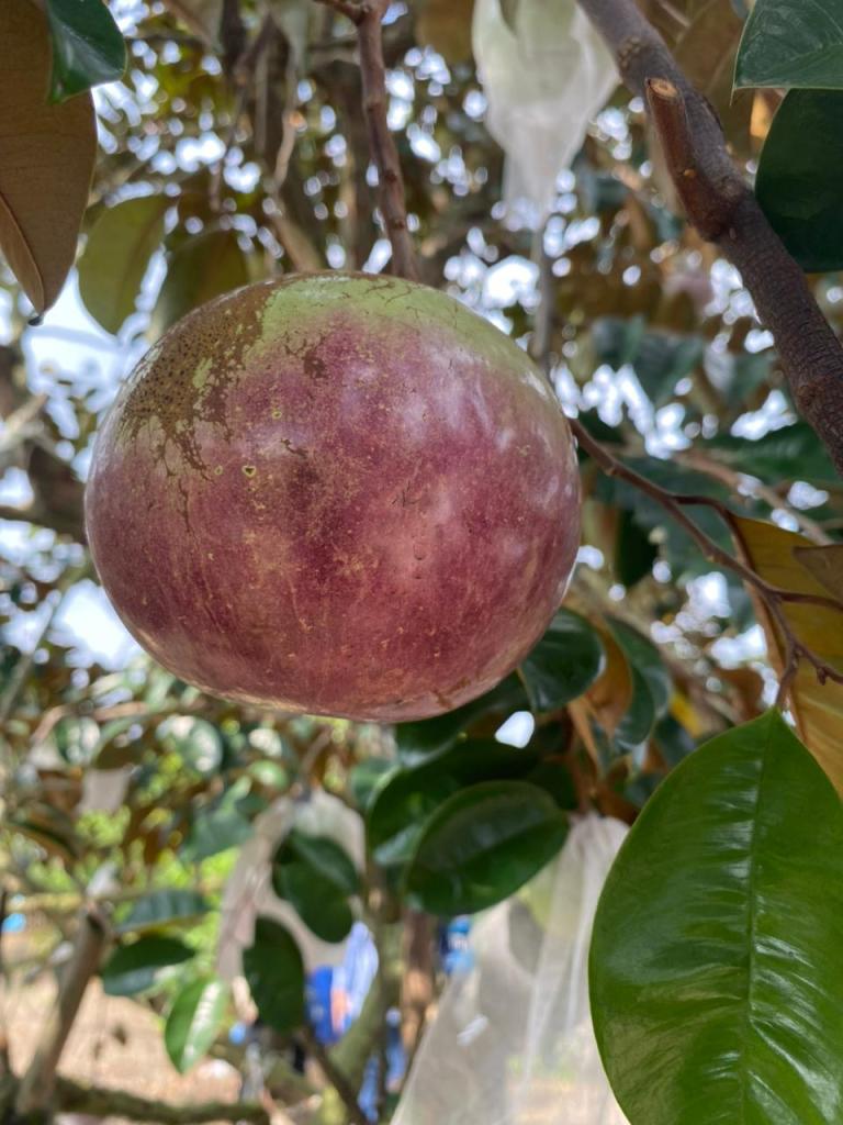 A ripe star apple hanging from a tree at a fruit garden on Son Islet, Can Tho, Vietnam.