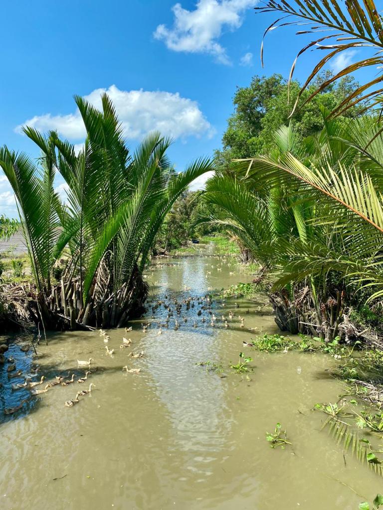 A duck swimming in the calm wetland waters of Lung Ngoc Hoang Nature Reserve, Vietnam.