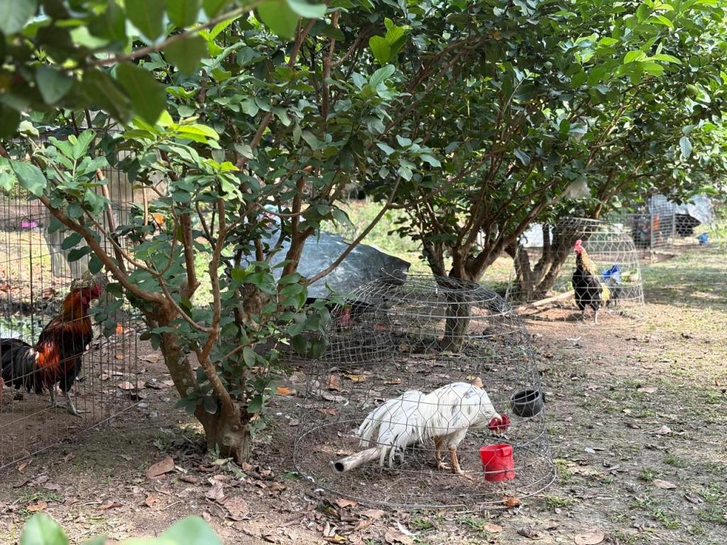 Chickens roaming freely in a rural Vietnamese village, offering a glimpse into local farm life.
