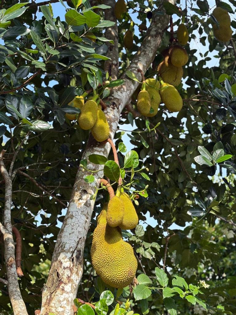 A jackfruit tree in a tropical fruit garden, part of the cycling tour experience.