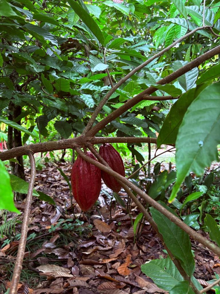 A cacao tree at the cacao garden, where tourists learn about the cultivation of cocoa.