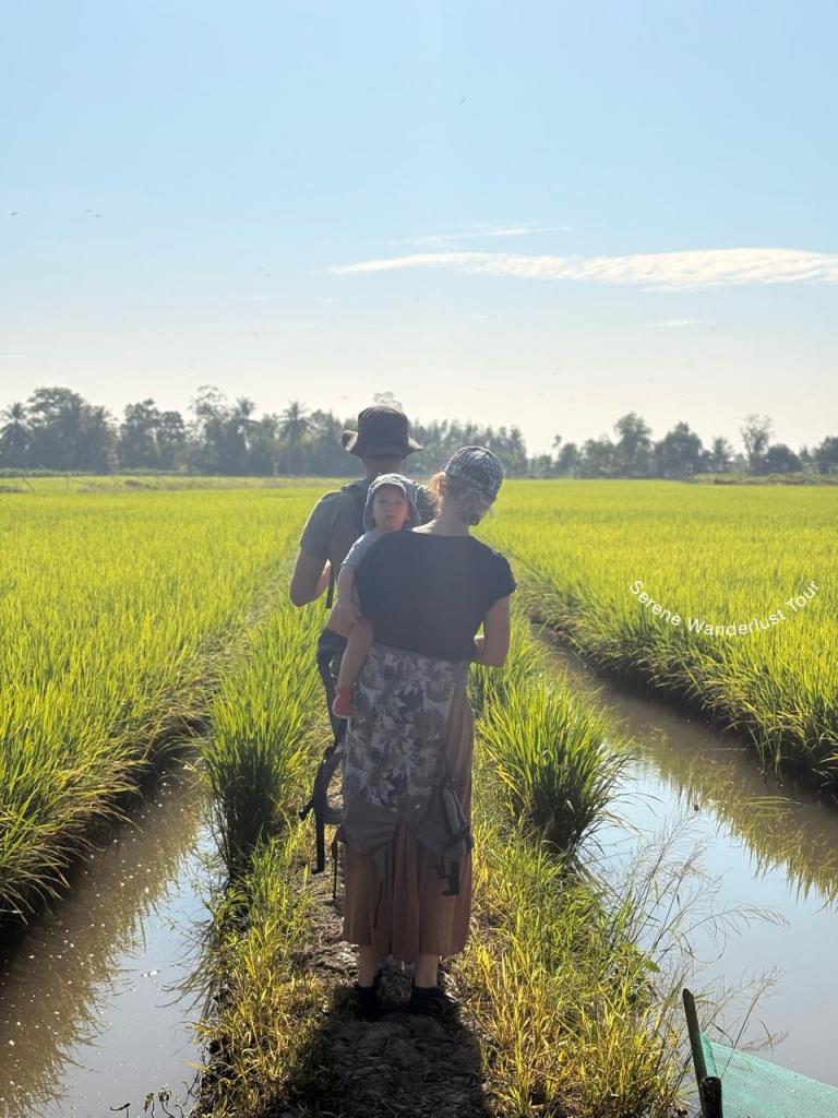 Traveler walking through a scenic rice field at Lung Ngoc Hoang Nature Reserve in Can Tho, Vietnam.