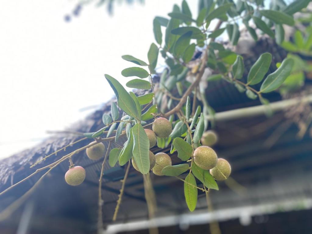 A cluster of fresh longan fruits hanging on a tree in Son Islet’s fruit garden.